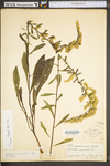 Solidago nemoralis var. nemoralis