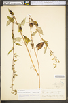 Prenanthes altissima