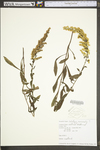 Solidago nemoralis var. nemoralis