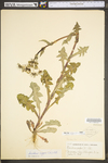 Sonchus asper ssp. asper