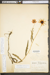 Rudbeckia fulgida var. speciosa