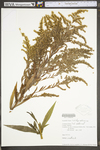 Solidago altissima