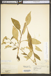 Solidago arguta var. arguta