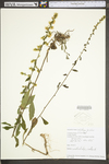 Solidago bicolor