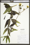 Silphium trifoliatum var. trifoliatum