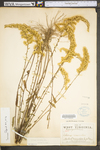 Solidago nemoralis var. nemoralis