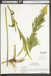 Solidago canadensis