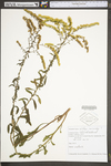 Solidago nemoralis var. nemoralis