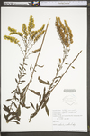 Solidago nemoralis var. nemoralis