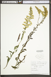 Solidago nemoralis var. nemoralis