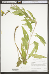 Silphium trifoliatum var. trifoliatum