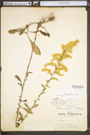 Solidago nemoralis var. nemoralis