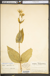 Silphium perfoliatum var. connatum