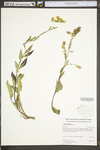 Solidago arguta var. harrisii