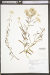 Pseudognaphalium obtusifolium ssp. obtusifolium