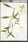 Solidago juncea var. juncea