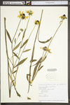 Rudbeckia hirta var. pulcherrima