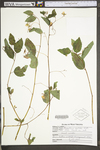 Impatiens pallida