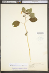 Impatiens capensis