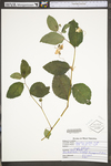 Impatiens pallida