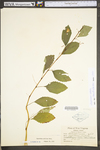 Impatiens pallida