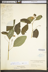 Impatiens pallida