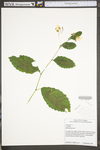 Impatiens pallida