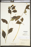 Impatiens pallida