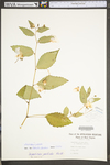 Impatiens pallida