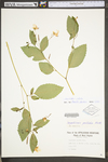 Impatiens pallida