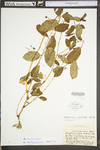 Impatiens pallida