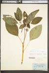 Impatiens pallida