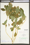 Impatiens pallida