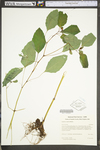 Impatiens capensis