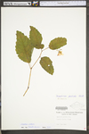 Impatiens pallida