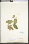 Impatiens pallida