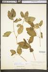 Impatiens pallida