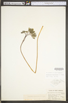 Caulophyllum thalictroides