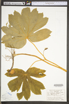 Podophyllum peltatum