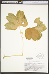 Podophyllum peltatum