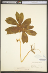 Podophyllum peltatum