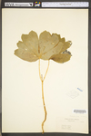 Podophyllum peltatum