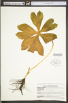 Podophyllum peltatum