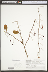 Berberis canadensis