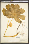 Podophyllum peltatum