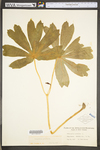 Podophyllum peltatum