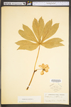 Podophyllum peltatum