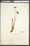 Jeffersonia diphylla