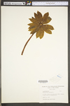 Podophyllum peltatum