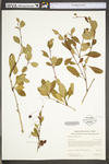 Berberis canadensis